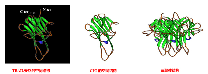 2020 CSCO重磅丨陈文明教授：国家Ⅰ类新药CPT联合TD治疗复发或难治MM体现怎样？？_PP电子 -神经药物生产基地